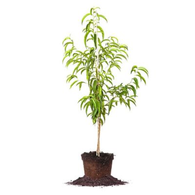 Perfect Plants 5 gal. Potted Flordacrest Peach Tree