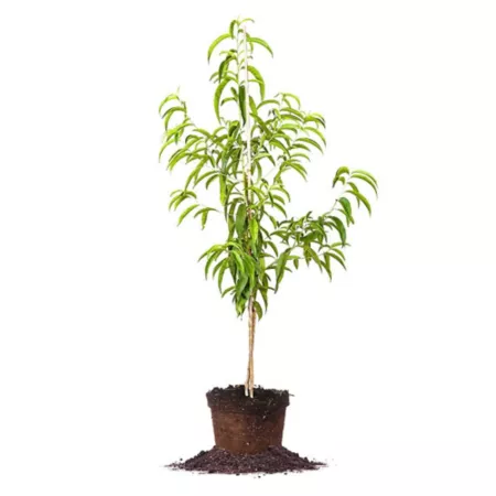 Perfect Plants 5 gal Potted Flordacrest Peach Fruit Trees & Plants