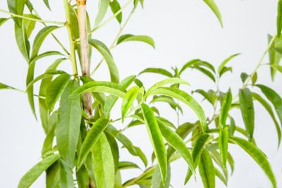 Image showing  5 gal. Potted Flordacrest Peach Tree