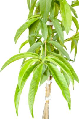 Image showing  5 gal. Potted Flordacrest Peach Tree