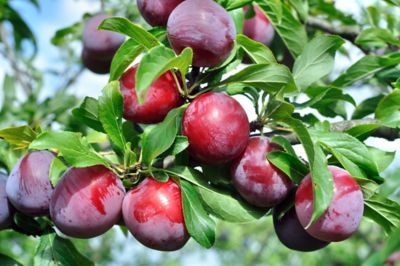 Image showing  5 gal. Scarlet Beauty Plum Tree