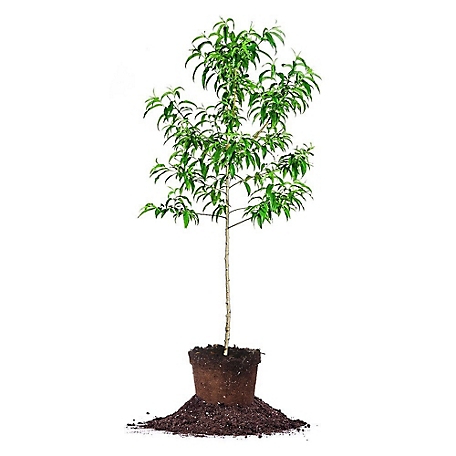 Perfect Plants 5 gal. Santa Rosa Plum Tree