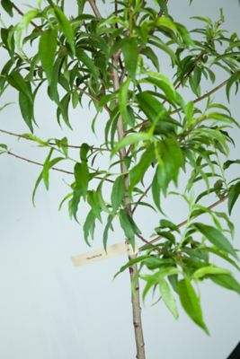 Image showing  5 gal. Santa Rosa Plum Tree