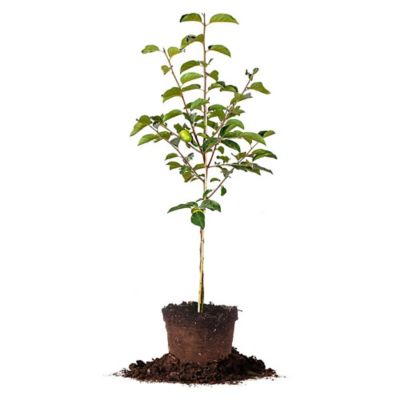 Perfect Plants 5 gal. Potted Fuyu Asian Persimmon Plant