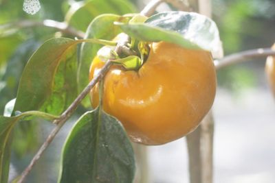 Image showing  5 gal. Potted Fuyu Asian Persimmon Plant