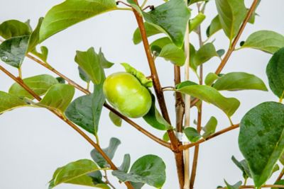 Image showing  5 gal. Potted Fuyu Asian Persimmon Plant