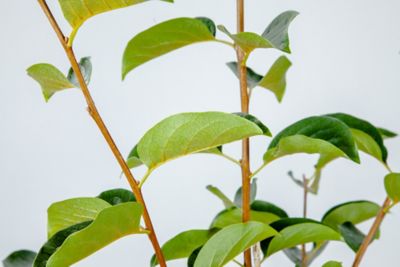 Image showing  5 gal. Potted Fuyu Asian Persimmon Plant