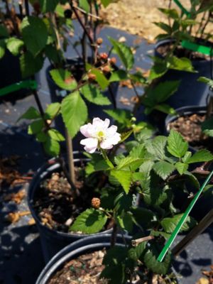 Image showing  3 gal. Ouachita Thornless Blackberry Vine