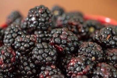 Image showing  3 gal. Ouachita Thornless Blackberry Vine