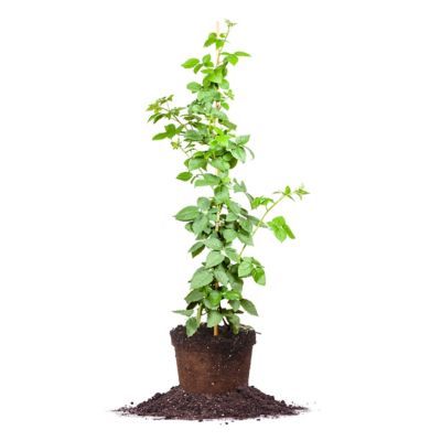 Perfect Plants 3 gal. Prime-Ark Freedom Blackberry Vine