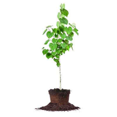 Nokko plants Old Sekka Dwarf Hinoki Cypress in an Unglazed Ceramic Pot
