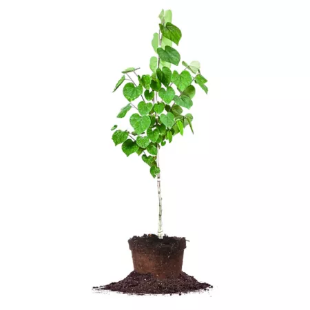 Perfect Plants 5 gal Eastern Redbud Tree Trees