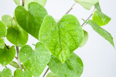 Image showing  5 gal. Eastern Redbud Tree