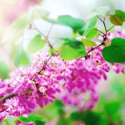 Image showing  5 gal. Eastern Redbud Tree