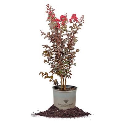 Perfect Plants Black Diamond Best Red Crape Myrtle in 3 gal. Grower's Pot