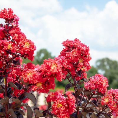 Image showing  Black Diamond Best Red Crape Myrtle in 3 gal. Grower's Pot
