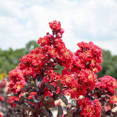 Image showing  Black Diamond Best Red Crape Myrtle in 3 gal. Grower's Pot