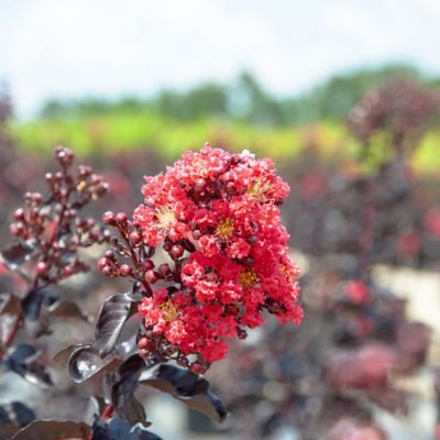 Image showing  Black Diamond Best Red Crape Myrtle in 3 gal. Grower's Pot