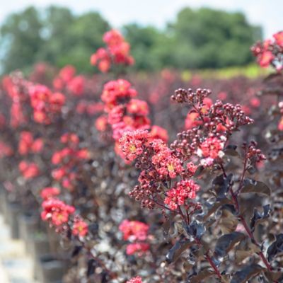 Image showing  Black Diamond Best Red Crape Myrtle in 3 gal. Grower's Pot