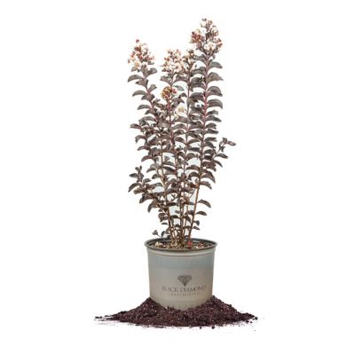 Perfect Plants Black Diamond Pure White Crape Myrtle in 3 Gal. Grower's Pot