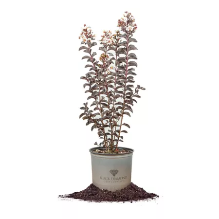 Perfect Plants Black Diamond Pure White Crepe Myrtle in 3 gal Grower's Pot Flower Seeds