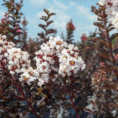 Image showing  Black Diamond Pure White Crape Myrtle Seeds in 3 gal. Grower's Pot
