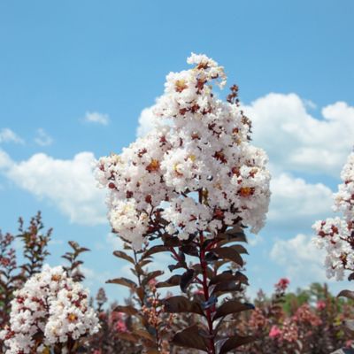 Image showing  Black Diamond Pure White Crape Myrtle Seeds in 3 gal. Grower's Pot