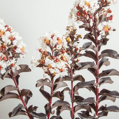 Image showing  Black Diamond Pure White Crape Myrtle Seeds in 3 gal. Grower's Pot