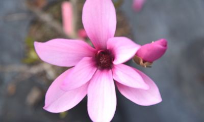 Image showing  3 gal. Ann Magnolia Tree