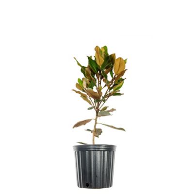 Perfect Plants Brackens Brown Beauty Magnolia in 1 gal. Grower's Pot