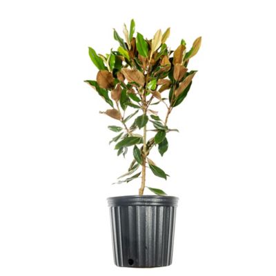 Perfect Plants Bracken's Brown Beauty Magnolia in 3 gal. Grower's Pot