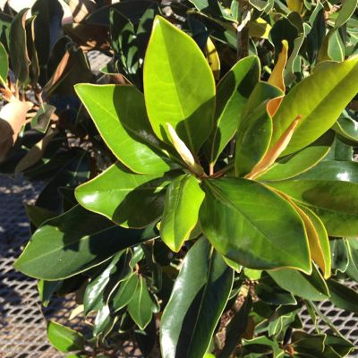 Image showing  Bracken's Brown Beauty Magnolia in 3 gal. Grower's Pot