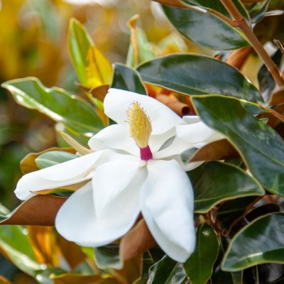 Image showing  Bracken's Brown Beauty Magnolia in 3 gal. Grower's Pot