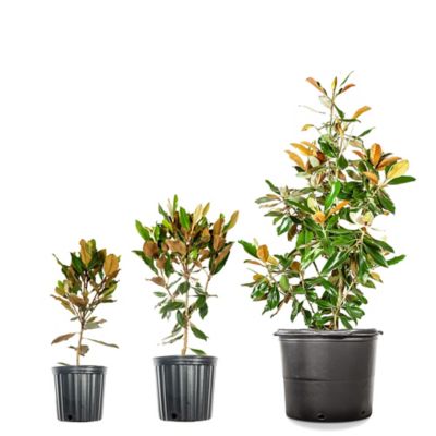 Image showing 5 th Perfect Plants Bracken's Brown Beauty Magnolia in 3 gal. Grower's Pot