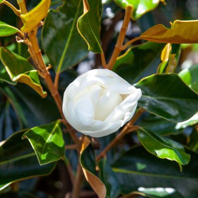 Image showing  Brackens Brown Beauty Magnolia in 7 gal. Grower's Pot