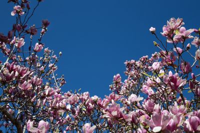 Image showing  3 gal. Jane Magnolia Tree