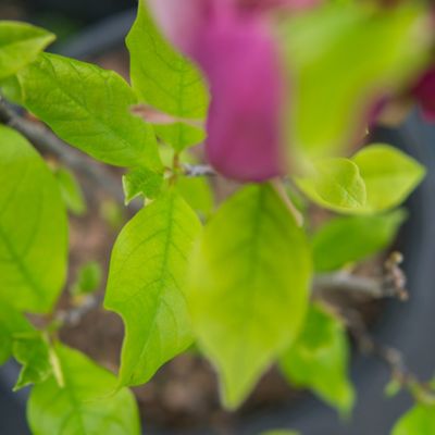 Image showing  3 gal. Jane Magnolia Tree