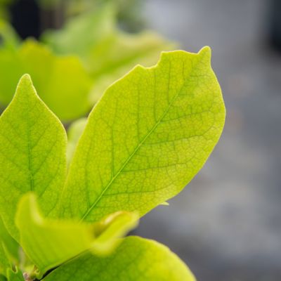 Image showing  3 gal. Jane Magnolia Tree