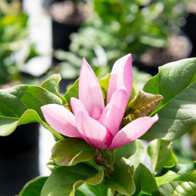 Image showing 5 th Perfect Plants 3 gal. Jane Magnolia Tree