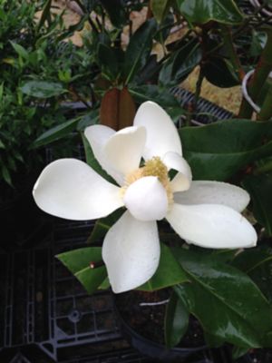 Image showing  1 gal. Little Gem Magnolia Tree