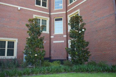 Image showing  3 gal. Little Gem Magnolia Tree