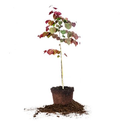 Perfect Plants 5 gal. Forest Pansy Redbud Tree