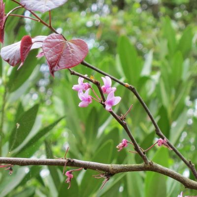 Image showing  5 gal. Forest Pansy Redbud Tree