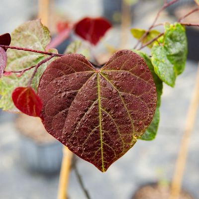 Image showing  5 gal. Forest Pansy Redbud Tree