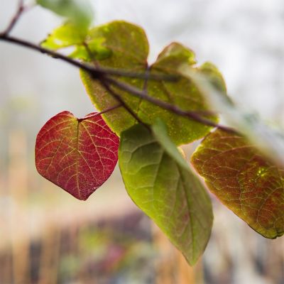 Image showing  5 gal. Forest Pansy Redbud Tree