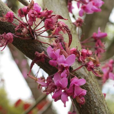 Image showing 5 th Perfect Plants 5 gal. Forest Pansy Redbud Tree