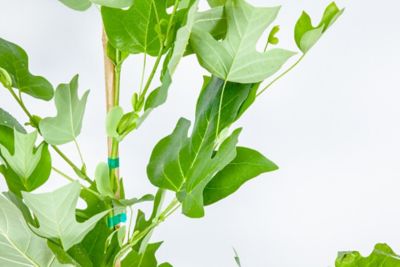 Image showing  5 gal. Tulip Poplar Tree