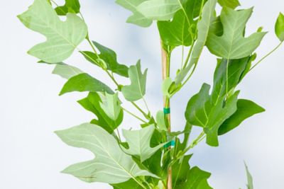 Image showing  5 gal. Tulip Poplar Tree