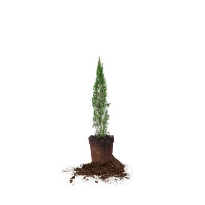 Perfect Plants Italian Cypress Tree, 1-2 ft. Size