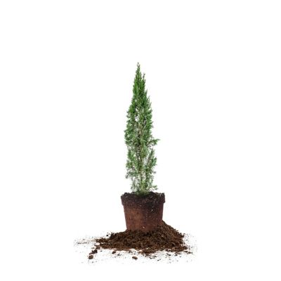 Perfect Plants 1 gal. Italian Cypress Tree, 1-2 ft. Size at